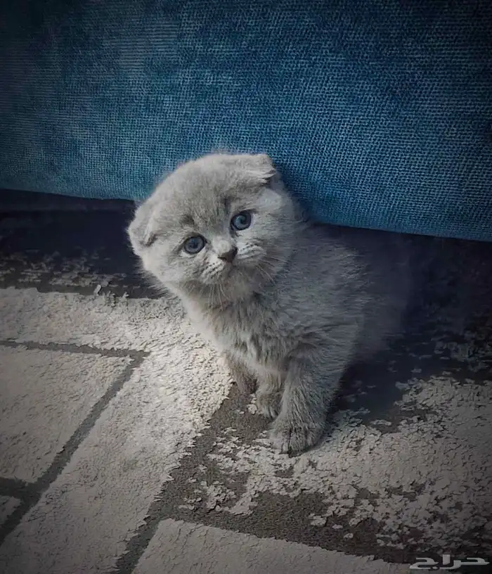 للبيع 5 قطط كيتن سكوتش فولد وراغدول العمر 43 يوم 2