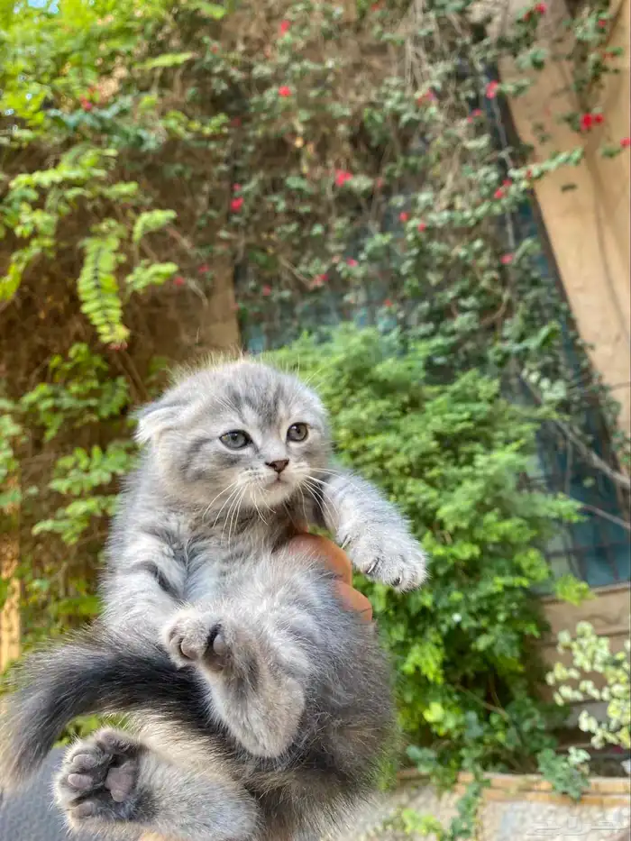 سكوتش فولد مطعمين بيور الوان مميزة للبيع ولايوجد تبني 43