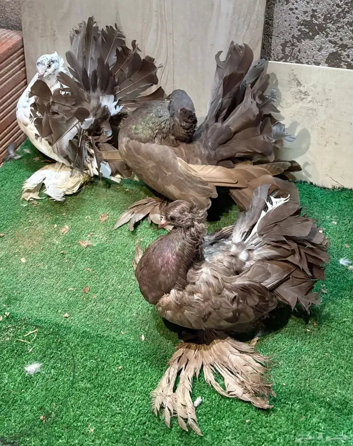 زوج رقاص هندي منتج 1