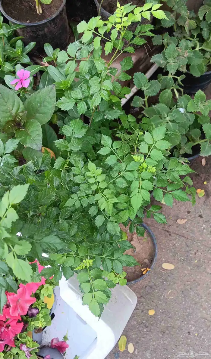 زراعة الأحواض 0