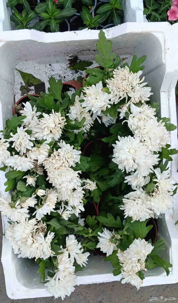 زراعة الأحواض 6