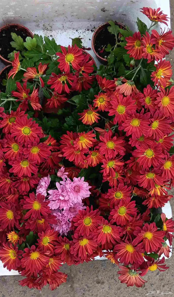 زراعة الأحواض 8