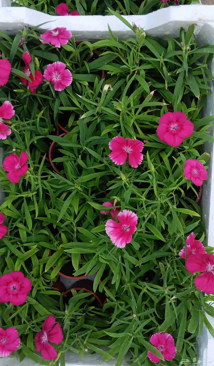 زراعة الأحواض 3