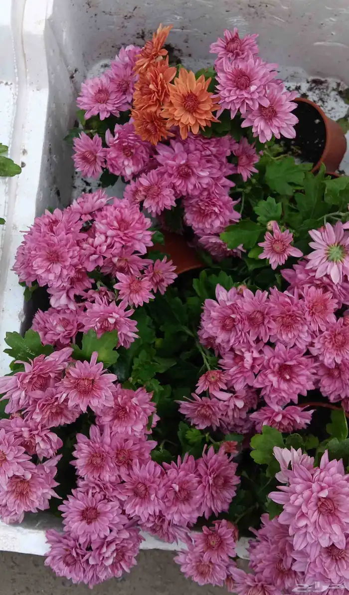 زراعة الأحواض 7