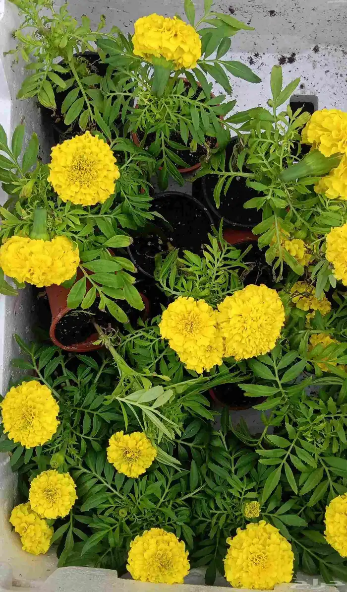 زراعة الأحواض 1