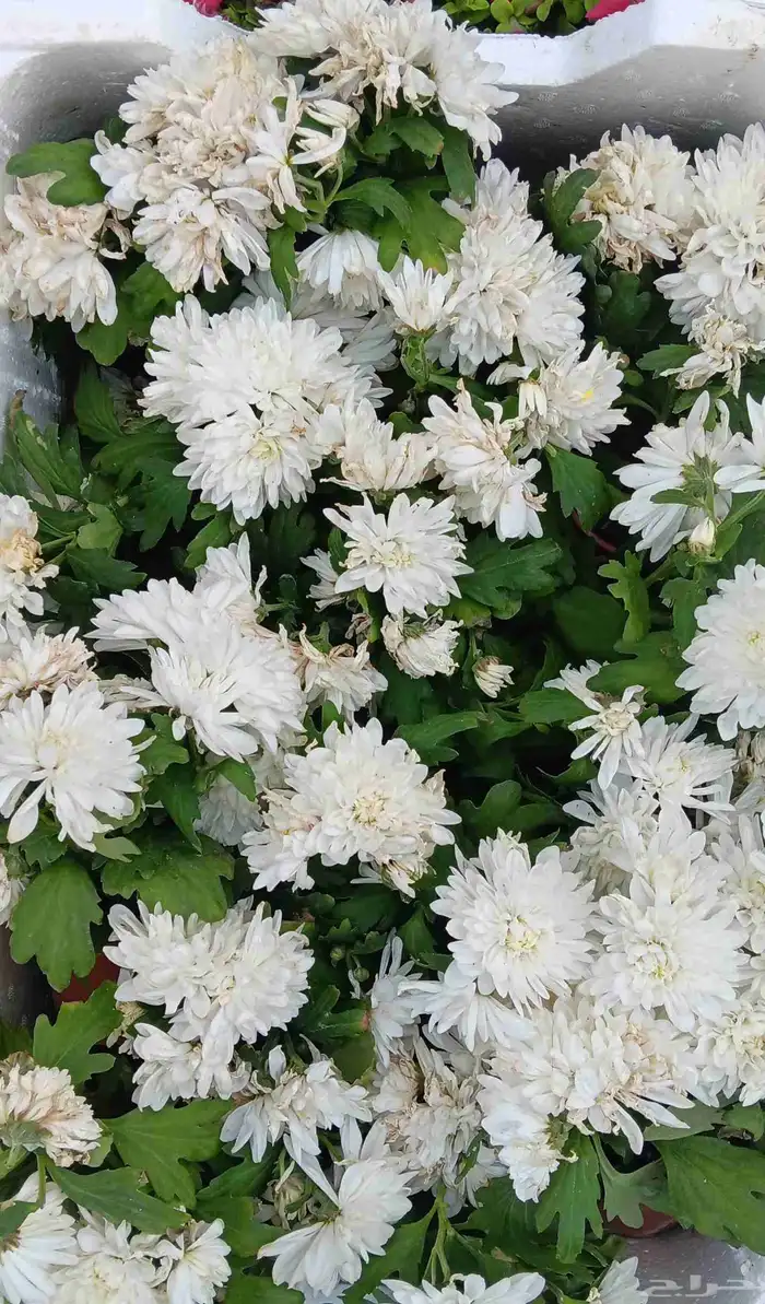 زراعة الأحواض 4