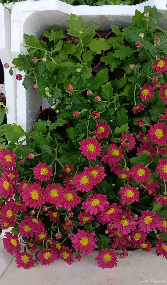 زراعة الأحواض 2