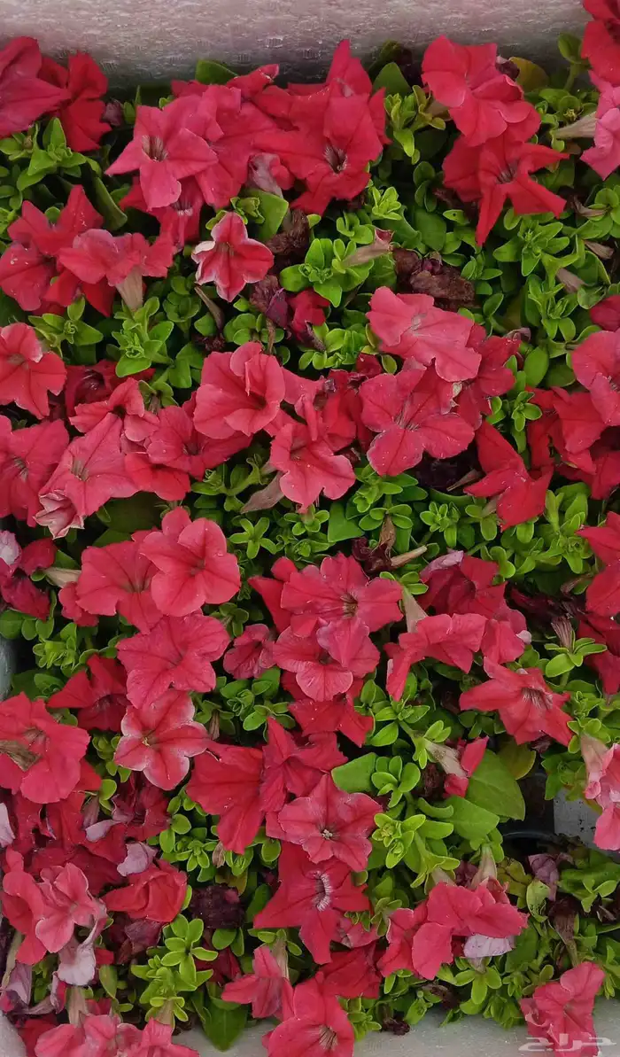 زراعة الأحواض 5