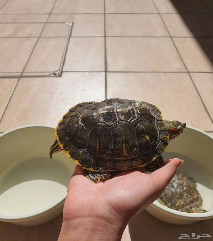 سلحفاتين للبيع 0