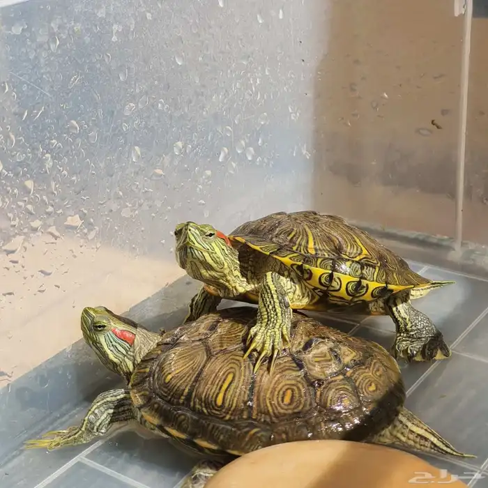 سلحفاتين للبيع 1