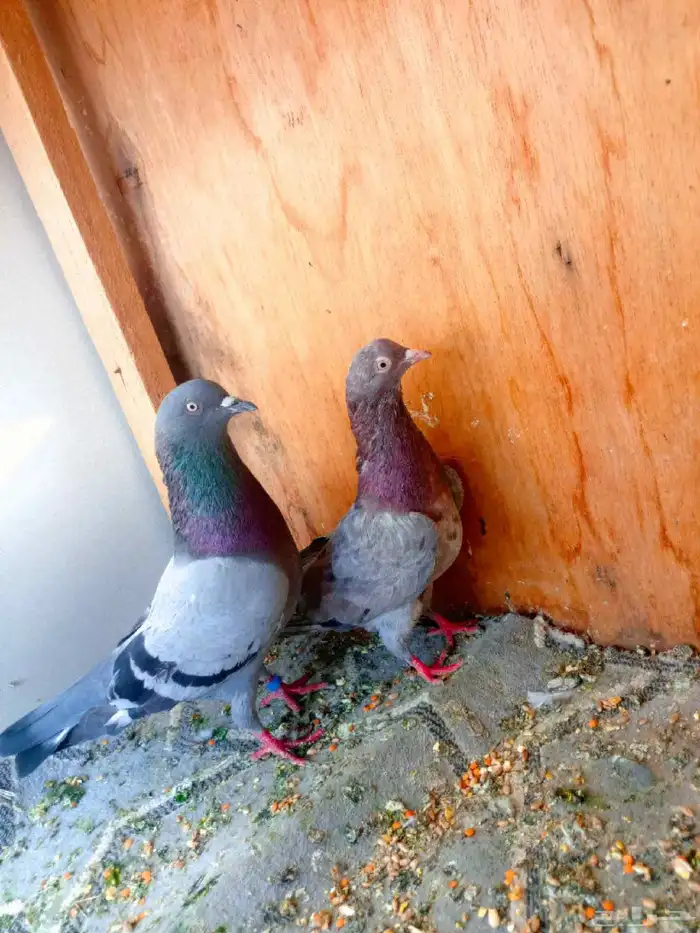 حمام باكستاني 0