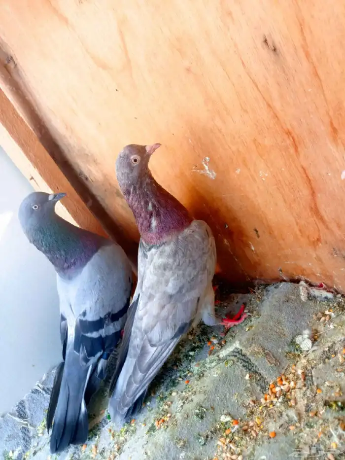 حمام باكستاني 1