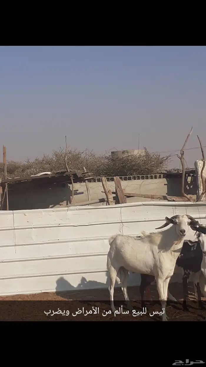 تيس للبيع يضرب سالم من الأمراض 0