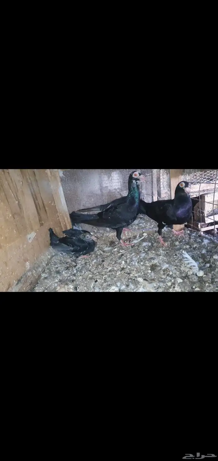 حمام كارير 3