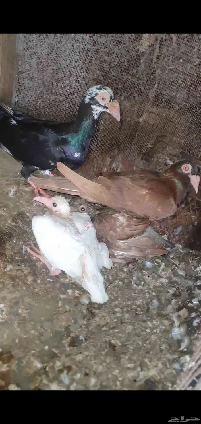 حمام كارير 2