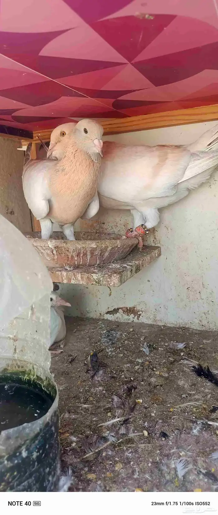 اجواز حمام شامي للبيع فيه فيدهات للطيور 9