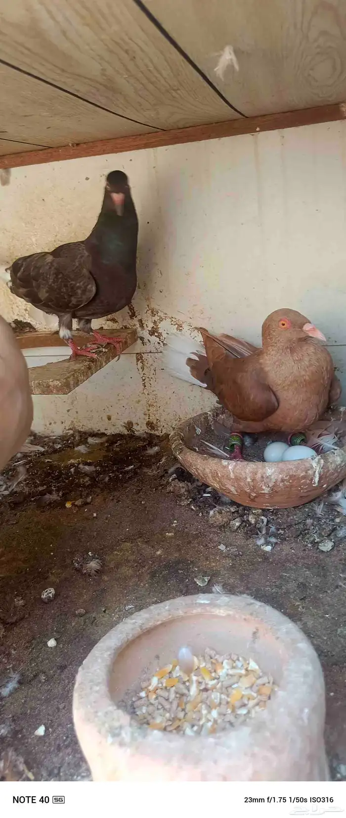 اجواز حمام شامي للبيع فيه فيدهات للطيور 4