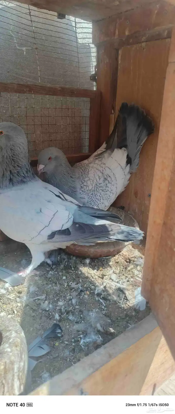 اجواز حمام شامي للبيع فيه فيدهات للطيور 3