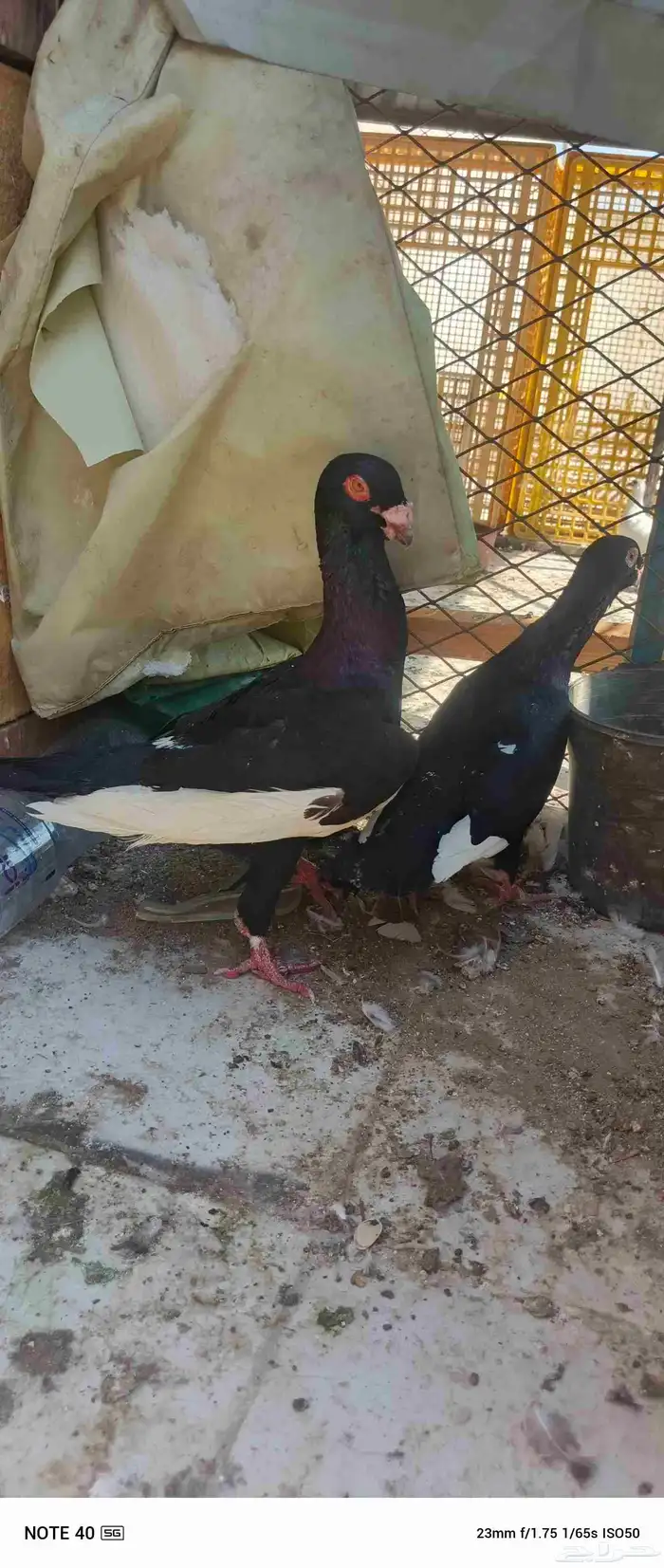 اجواز حمام شامي للبيع فيه فيدهات للطيور 1