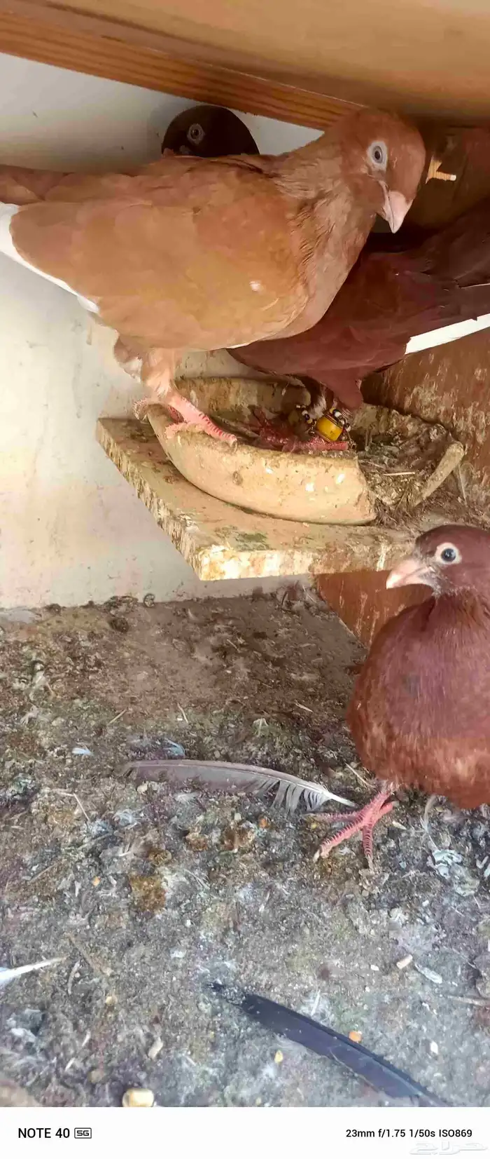 اجواز حمام شامي للبيع فيه فيدهات للطيور 10