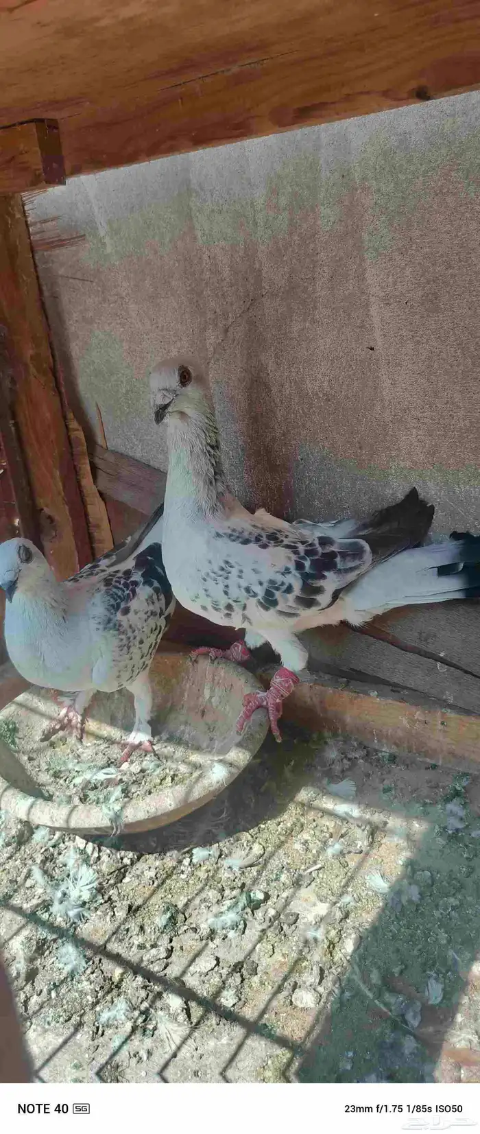 اجواز حمام شامي للبيع فيه فيدهات للطيور 2