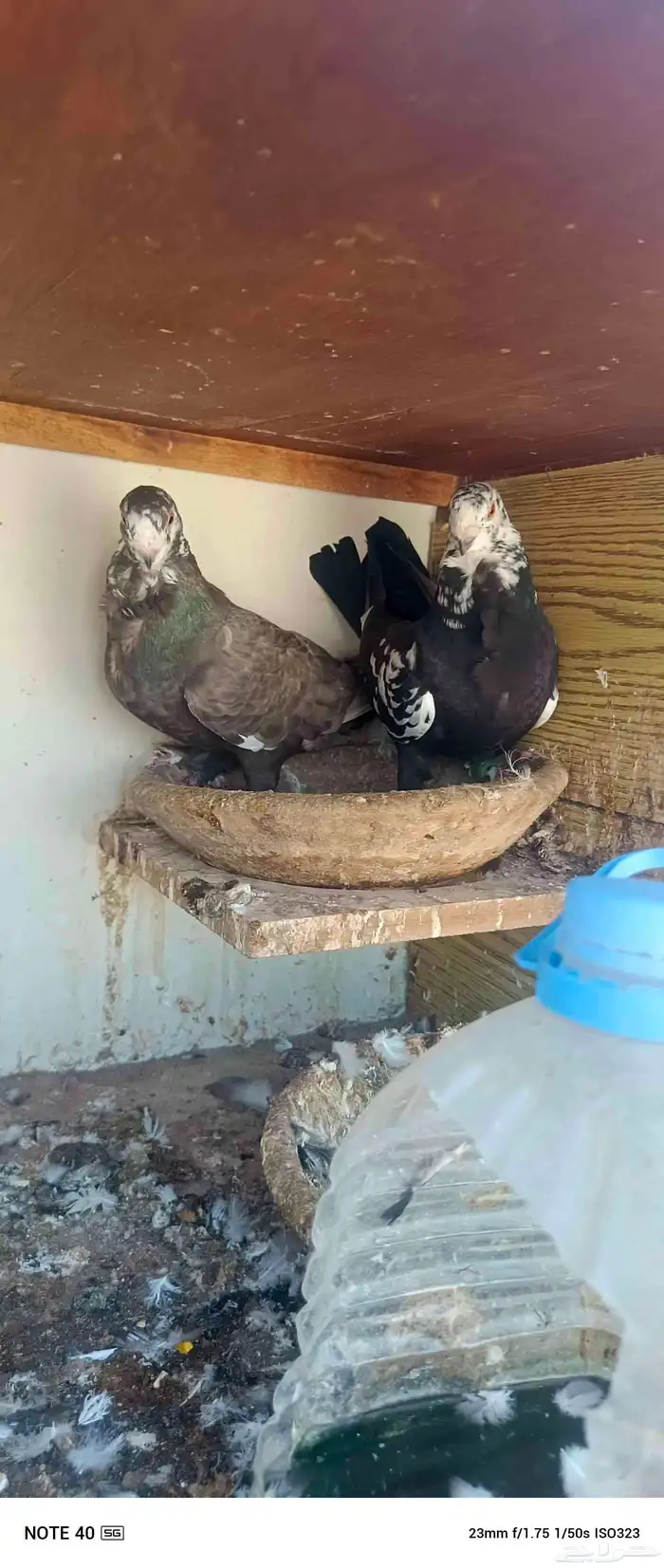 اجواز حمام شامي للبيع فيه فيدهات للطيور 8