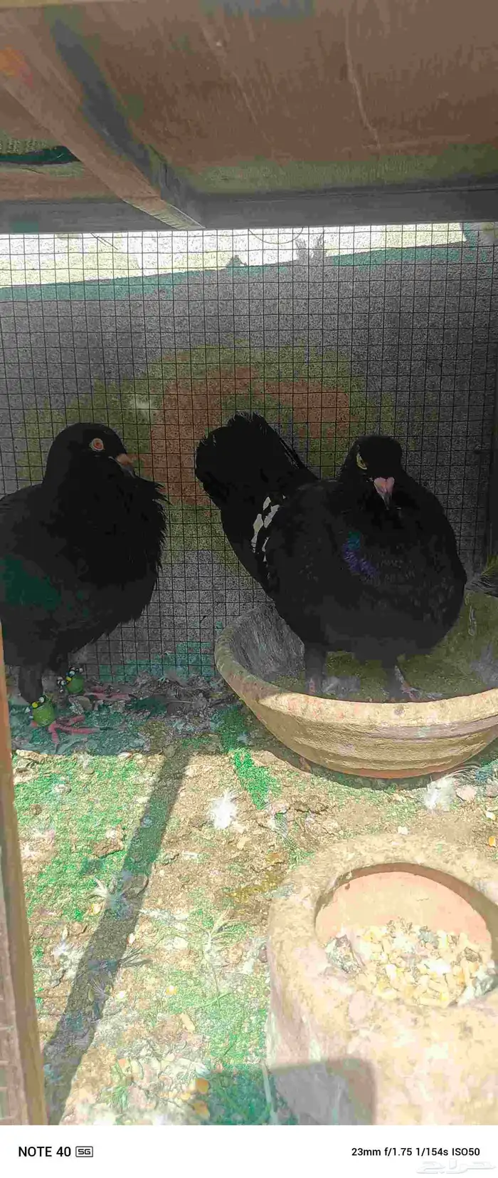 اجواز حمام شامي للبيع فيه فيدهات للطيور 6