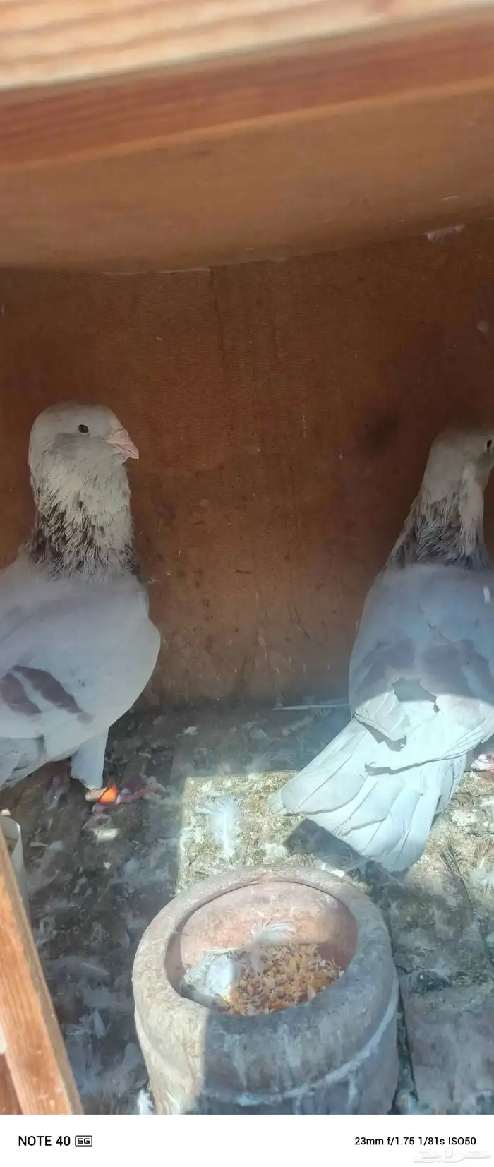 اجواز حمام شامي للبيع فيه فيدهات للطيور 5