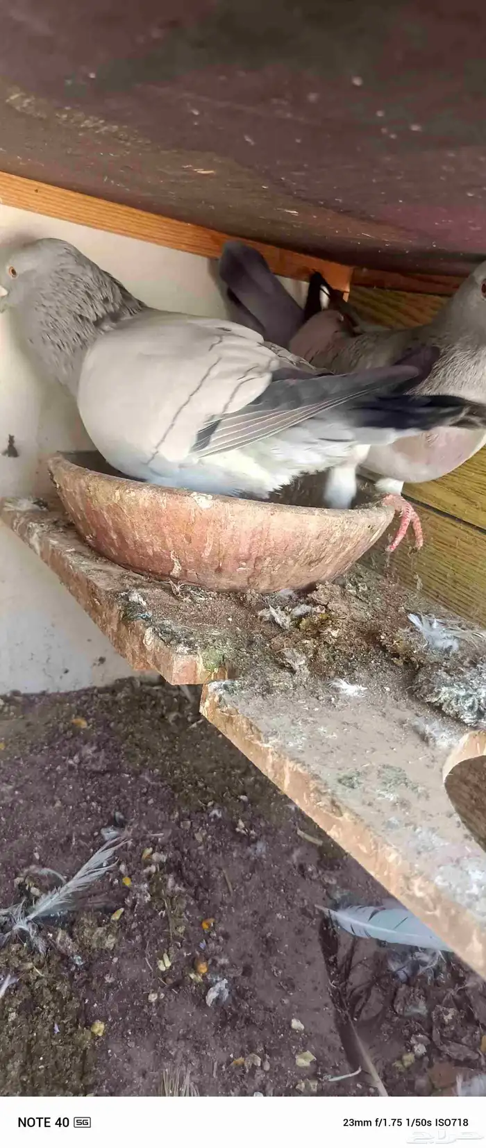 اجواز حمام شامي للبيع فيه فيدهات للطيور 7