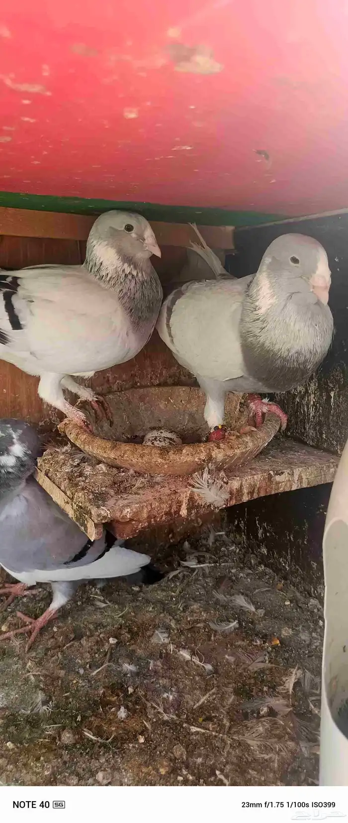 اجواز حمام شامي للبيع فيه فيدهات للطيور 0