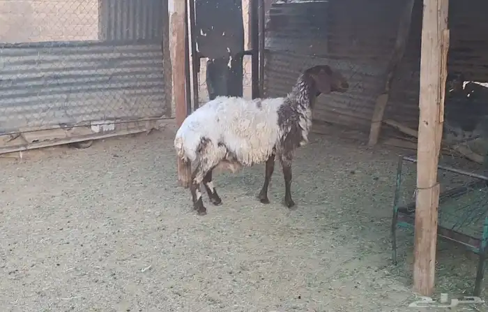 شاة نعيميه جرم فاخر مضرع فيها توم 2 ماشاء الله 0