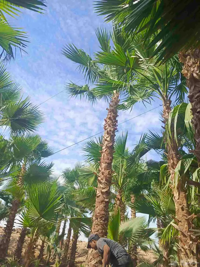 نخيل وشنطوني زينه أمريكي 0