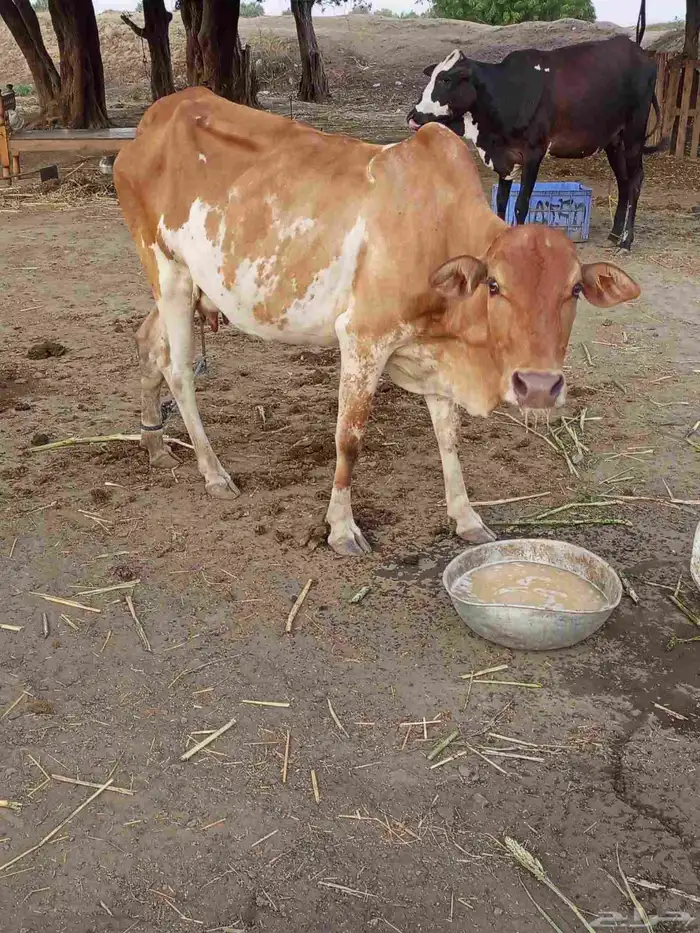 بقرة منتوج للبيع 3