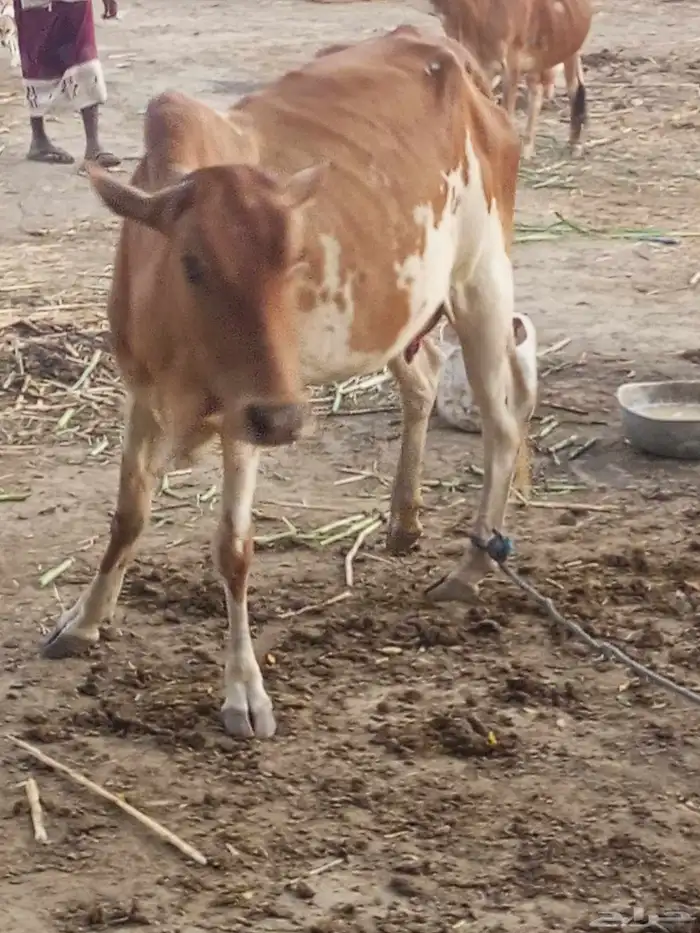 بقرة منتوج للبيع 6