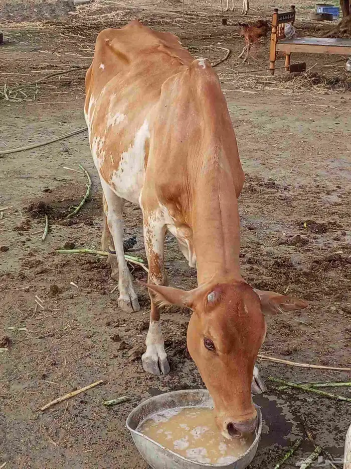 بقرة منتوج للبيع 1