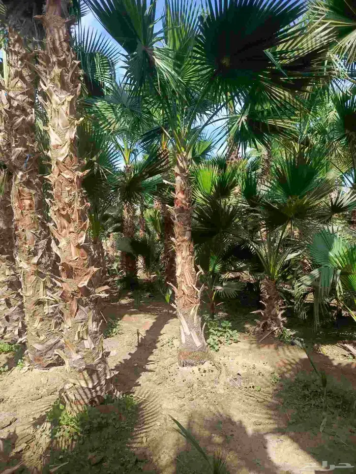 نخيل وشنطوني زينه أمريكي 3