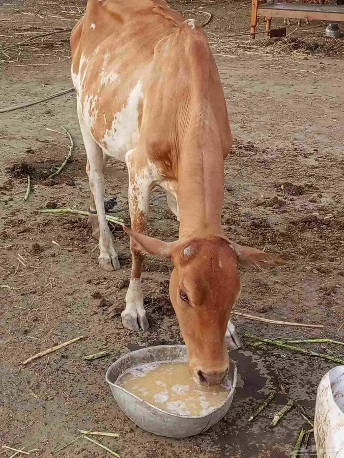 بقرة منتوج للبيع 0