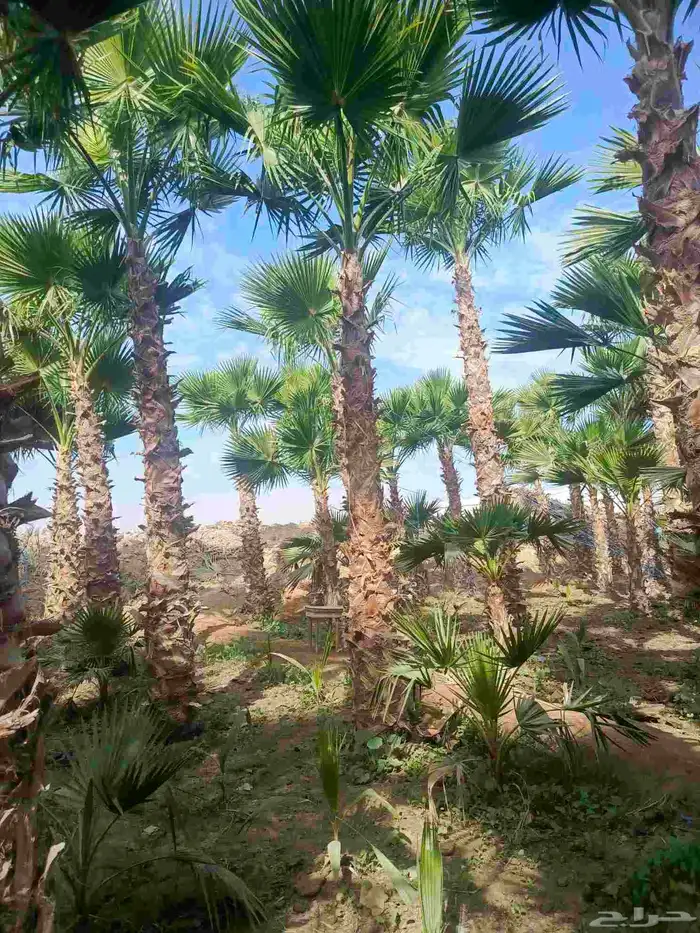 نخيل وشنطوني زينه أمريكي 2