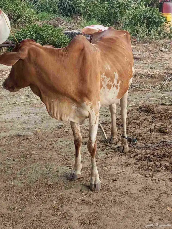 بقرة منتوج للبيع 4