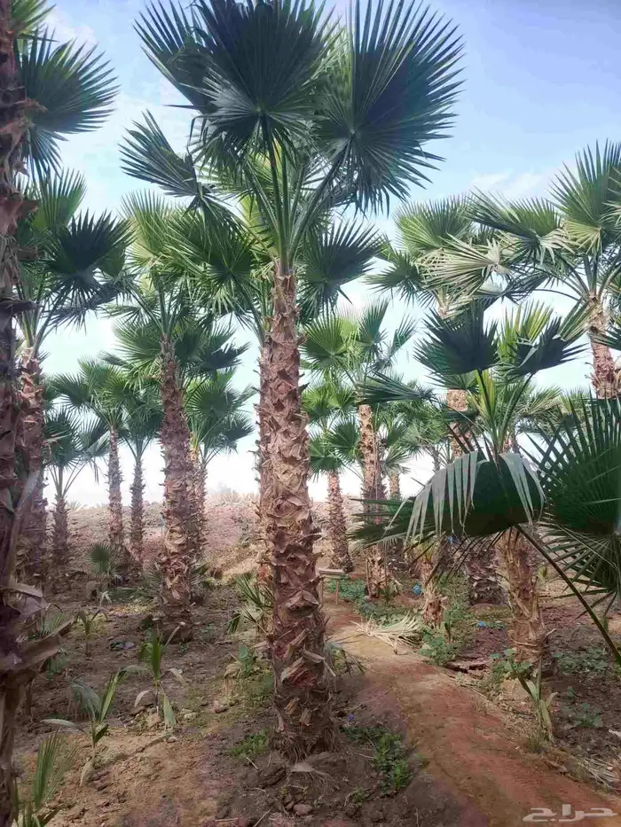 نخيل وشنطوني زينه أمريكي 4