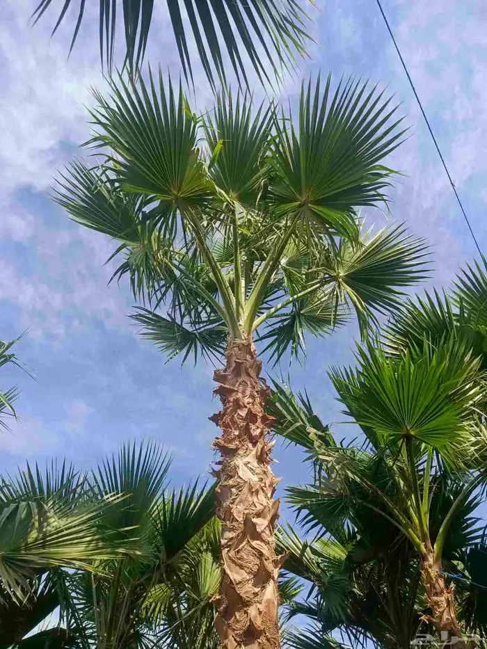 نخيل وشنطوني زينه أمريكي 1