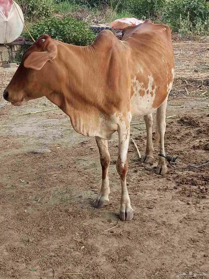 بقرة منتوج للبيع 5