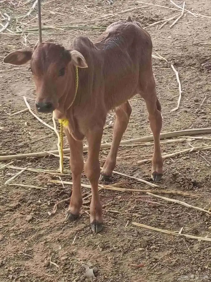 بقرة منتوج للبيع 8