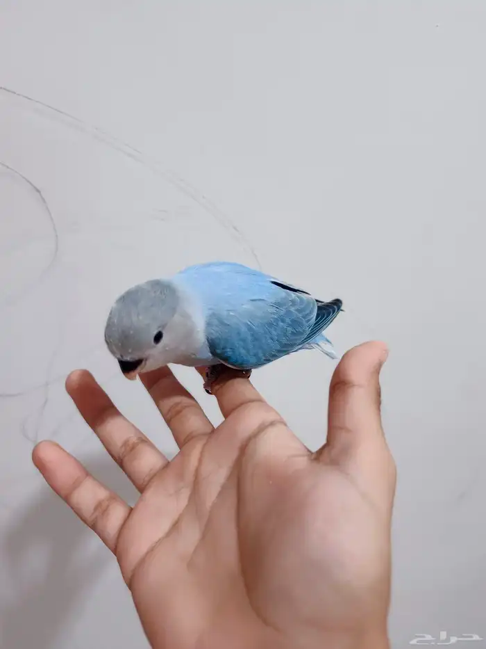 عصفور روز طفرة اوبلاين الواحد وصل100 1