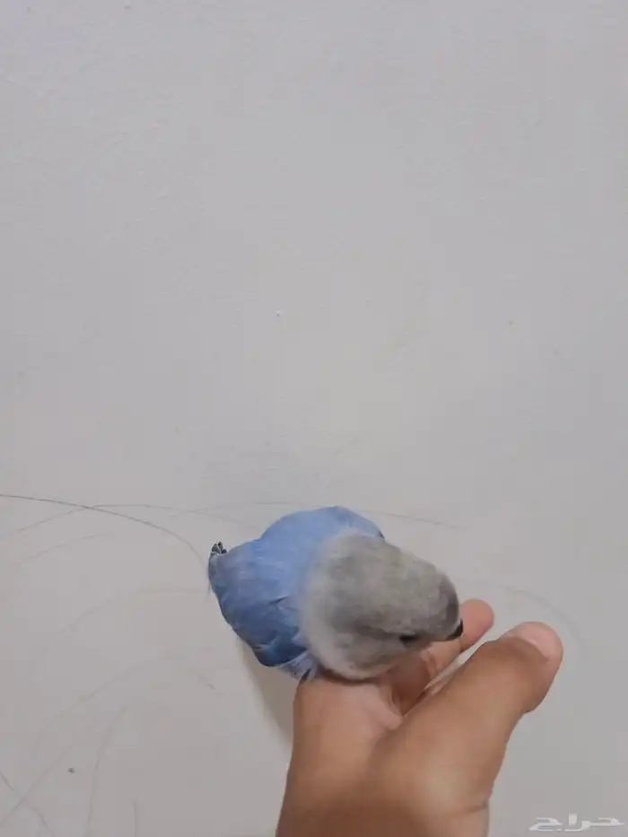 عصفور روز طفرة اوبلاين الواحد وصل100 0