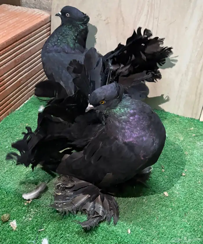 زوج رقاص هندي منتج 2