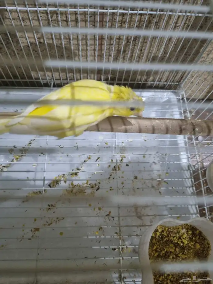 ذكر كناري منتج ومغرد 0