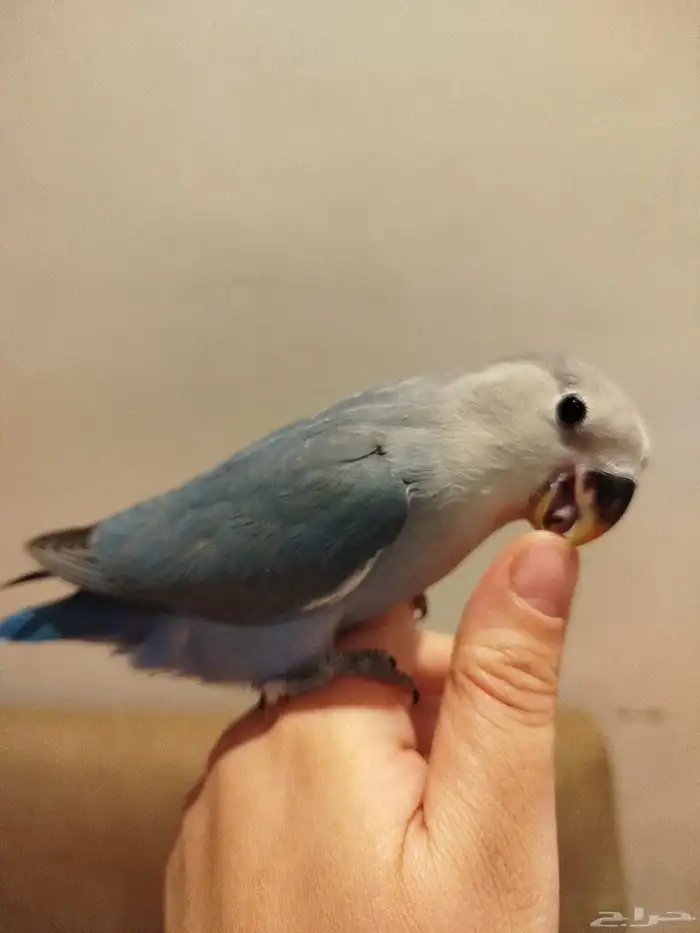 فرخ روز فايلوت قمة الولافه مفطوم هدد للبيع 0