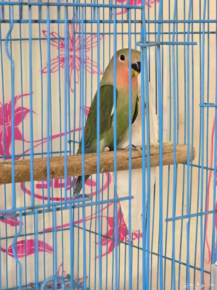 فرخ روز للتبني 1