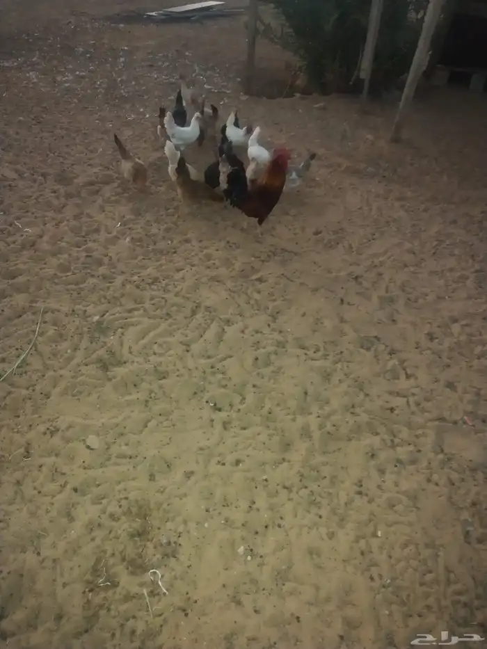 ديك ودجاجه للبيع 0